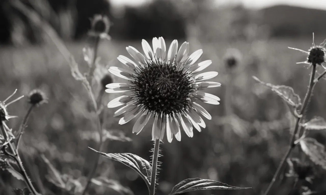 A black and white photograph of a decaying flower, with vibrant weeds surrounding it, symbolizing the consequences of neglecting to take action against evil.