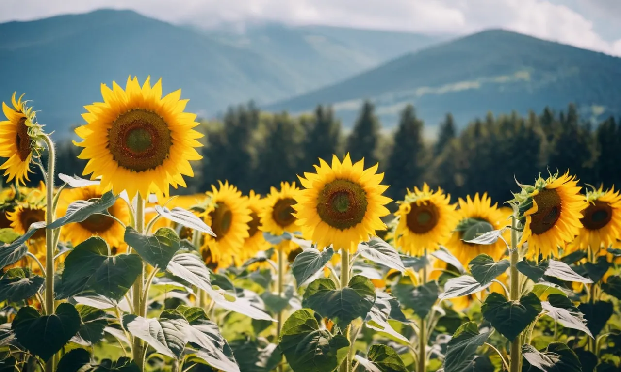 A photograph capturing seven vibrant sunflowers standing tall in a field, symbolizing the seven blessings bestowed by God: love, joy, peace, patience, kindness, goodness, and faithfulness.