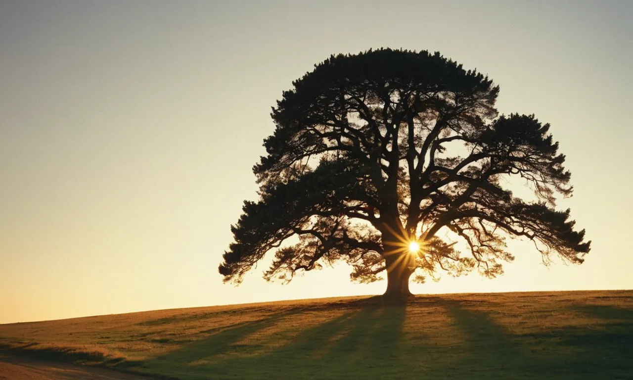 A captivating photo of a lone tree, bathed in golden light, symbolizes strength, growth, and divine provision - reminiscent of the biblical references to trees as symbols of life, wisdom, and God's presence.