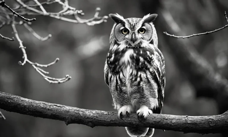 What Does An Owl Represent In The Bible?