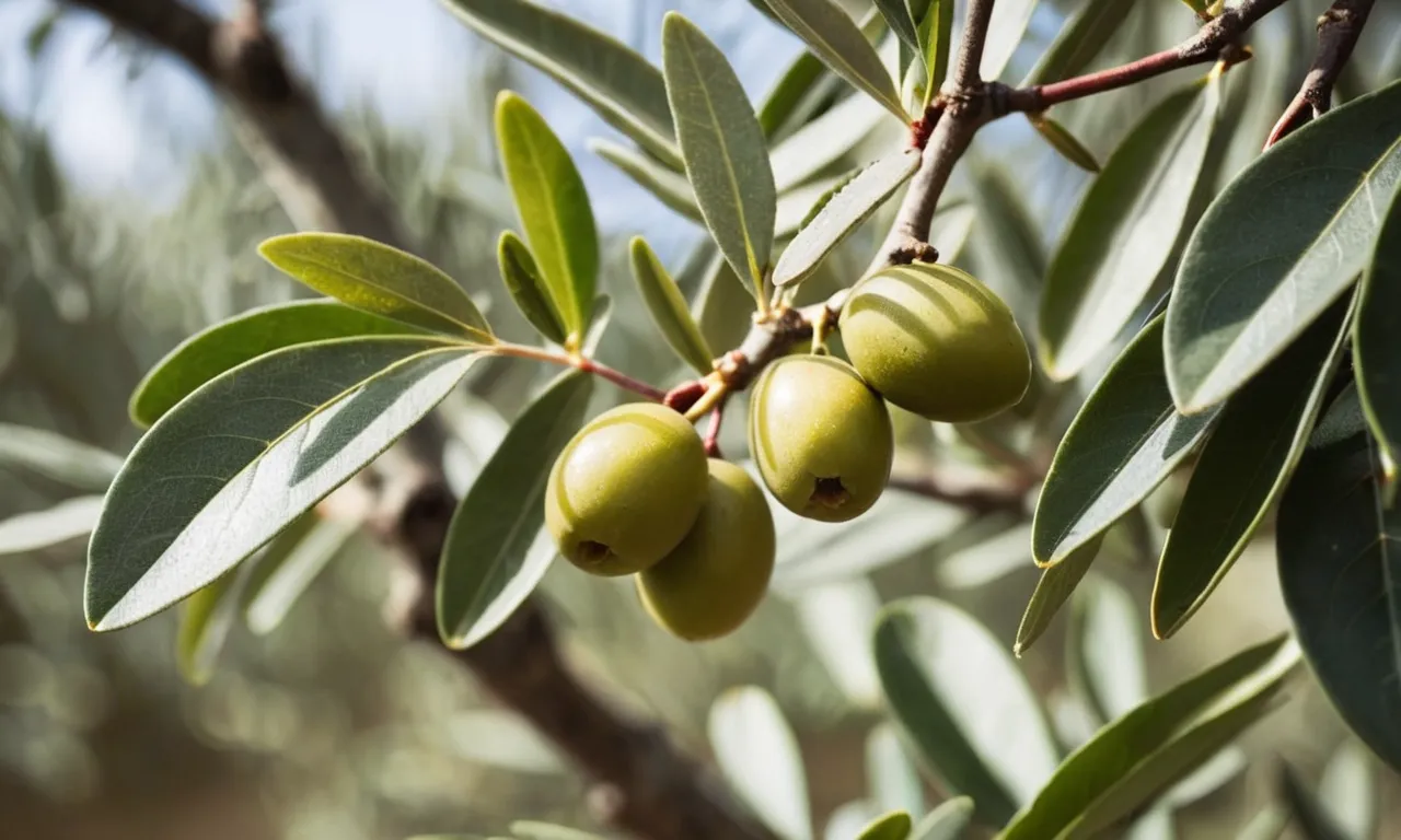 A close-up photo of a lush olive tree, its vibrant green leaves symbolizing growth, renewal, and hope, reflecting the biblical significance of the color green.