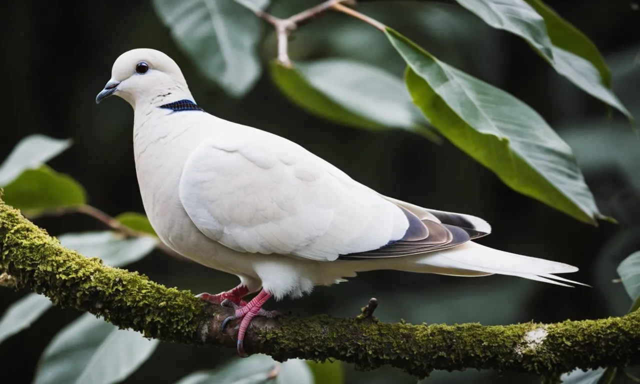 A close-up shot of a white dove perched on a branch, symbolizing peace and divine presence, reflecting its biblical significance as a representation of the Holy Spirit.