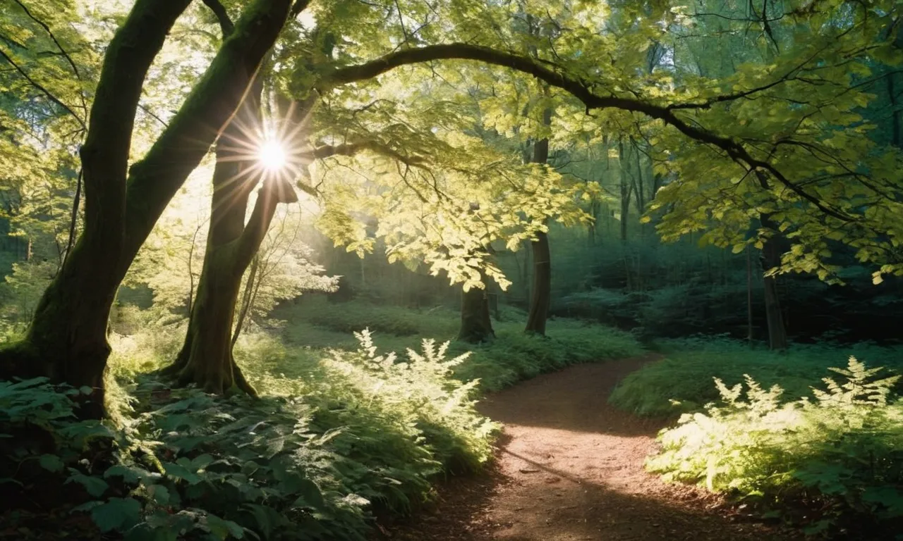 The photo captures a serene forest scene, with sunlight filtering through the branches of majestic hazel trees, symbolizing knowledge, wisdom, and divine guidance as mentioned in the Bible.