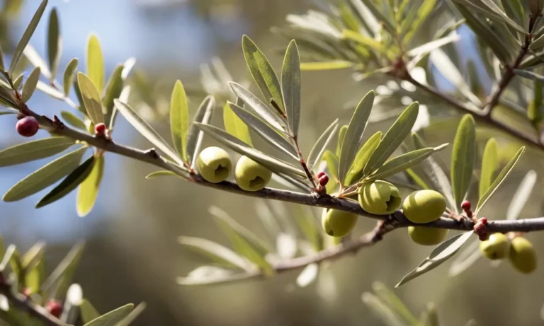 What Does The Olive Tree Represent In The Bible?