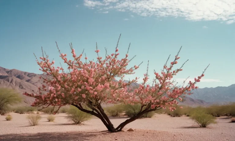 What Is A Tamarisk Tree In The Bible?