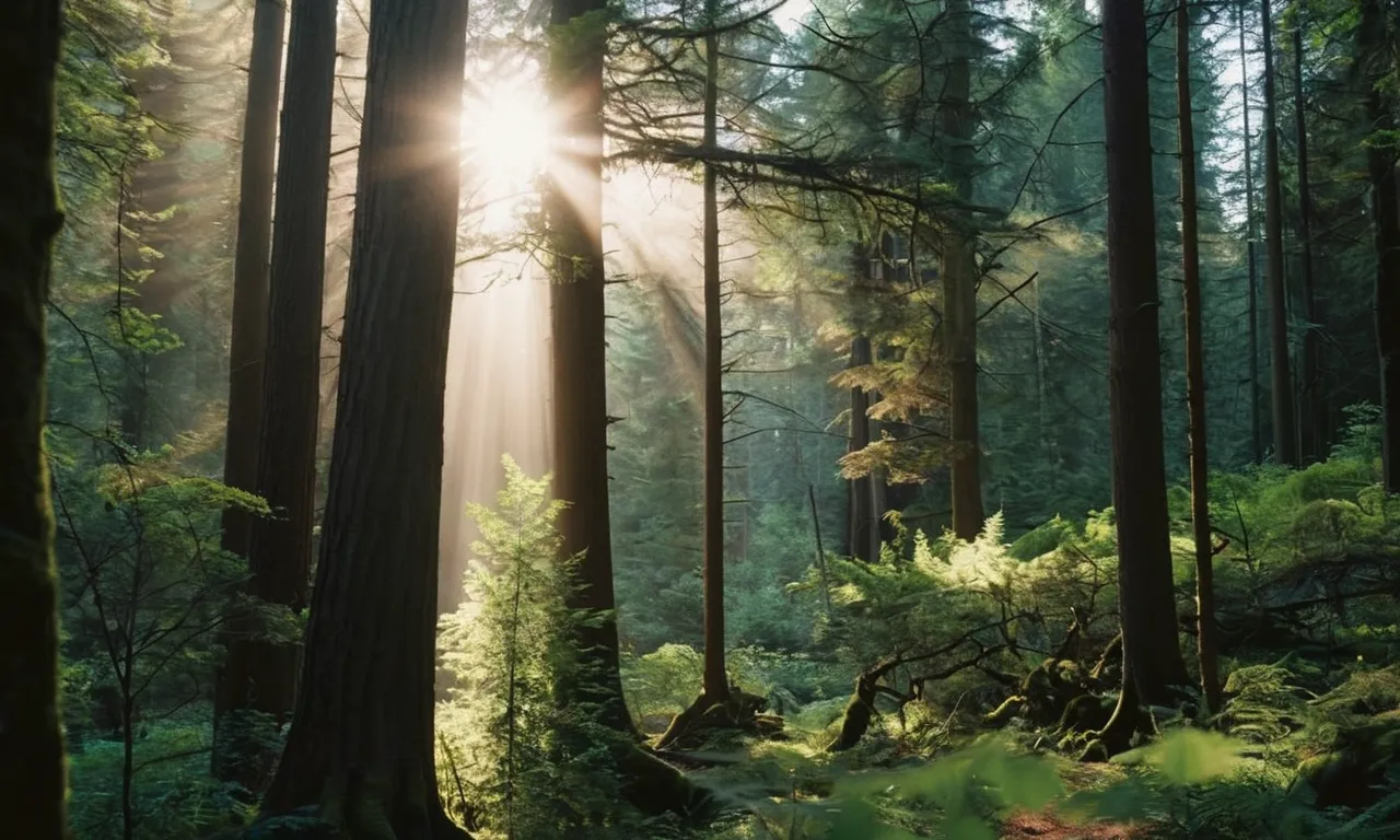 A striking photograph captures a dense forest at twilight, where a majestic beam of sunlight pierces through the trees, resembling the celestial power of the mysterious "Rod of God."