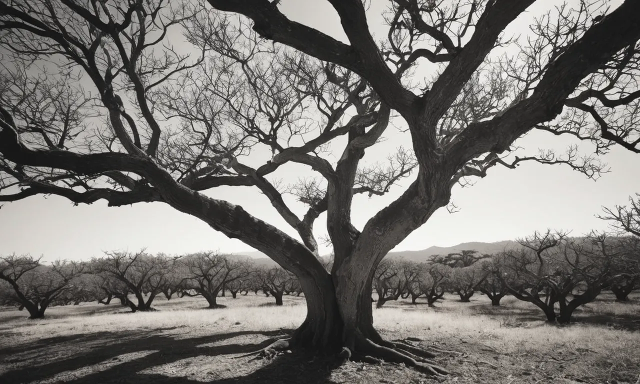 A black and white photograph capturing the barren branches of a fig tree, symbolizing Jesus' curse and the consequence of spiritual emptiness.