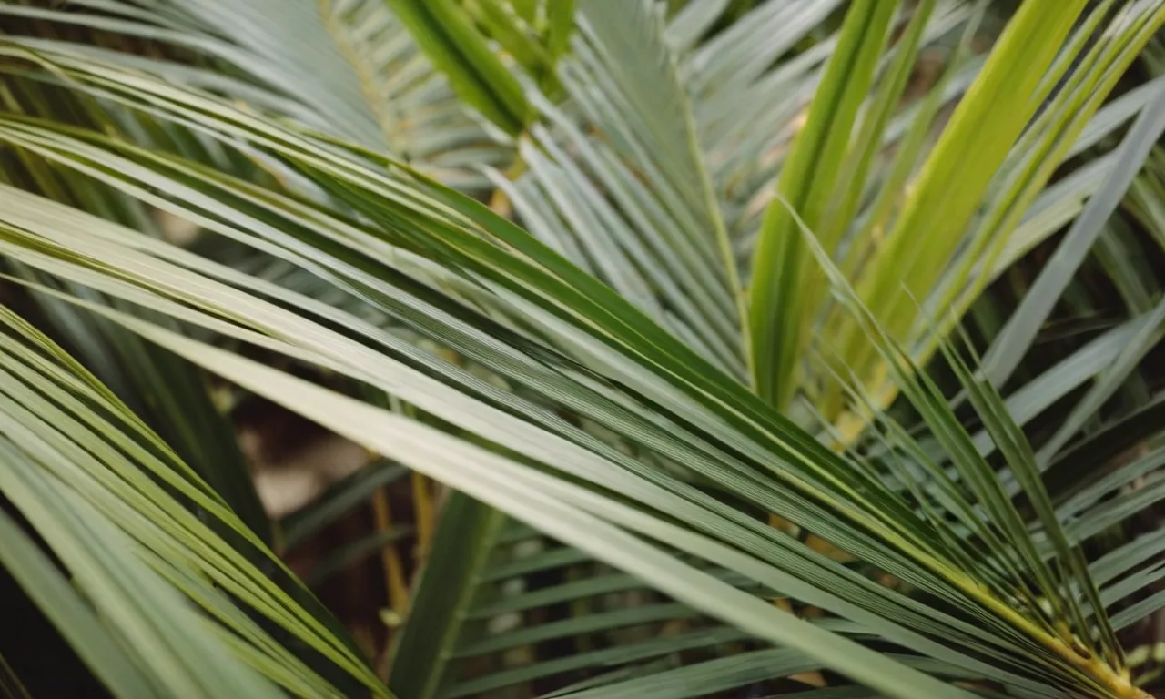 A close-up shot capturing the intricate details of palm branches delicately woven into a crown, symbolizing Jesus' triumphal entry into Jerusalem and the significance of using this particular foliage.