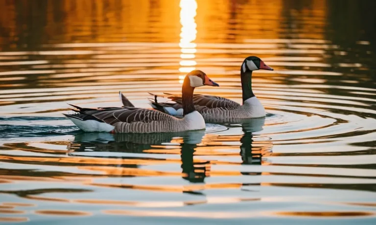 2 Geese Spiritual Meaning: Uncovering The Symbolism Behind This Avian Duo