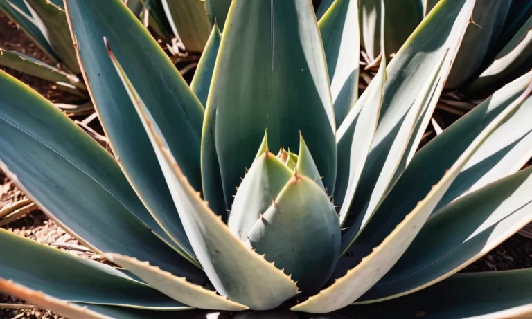 Agave Tattoo Meaning: Exploring The Symbolism Behind This Captivating Design