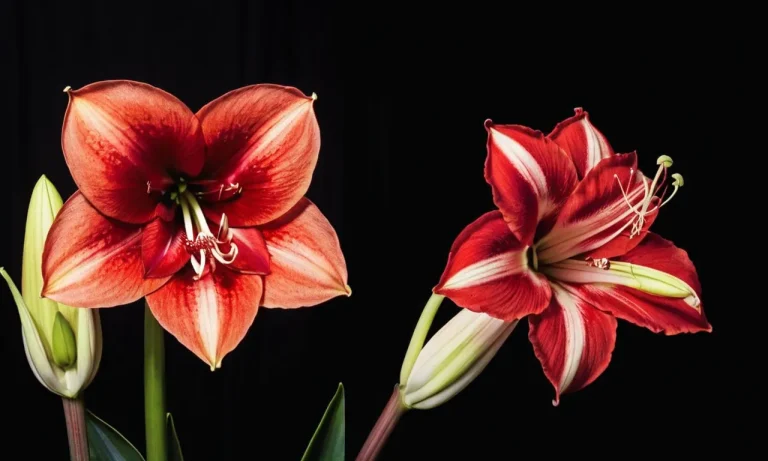 Amaryllis Tattoo Meaning: Exploring The Symbolism Behind This Captivating Floral Design