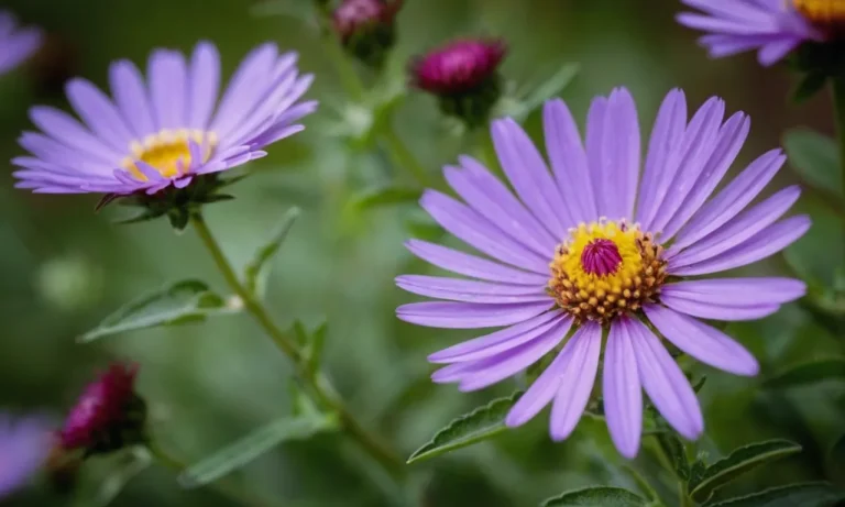 Asterin Name Meaning: Unveiling The Celestial Significance