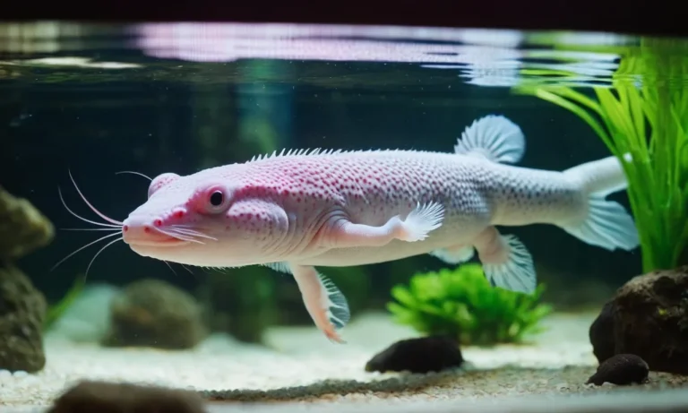 Axolotl Spiritual Meaning: Unveiling The Mystical Symbolism Of The Enigmatic Amphibian