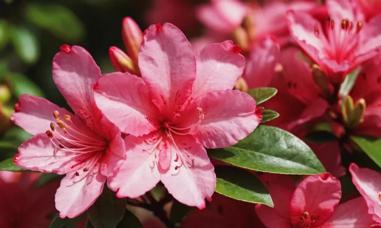 Azalea Meaning Flower: Exploring The Symbolism And Significance