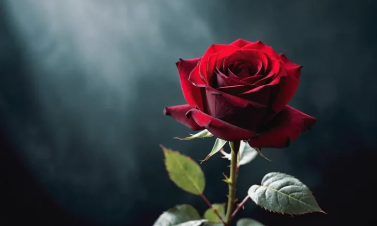 The Symbolic Meaning Of Black And Red Roses: A Comprehensive Guide