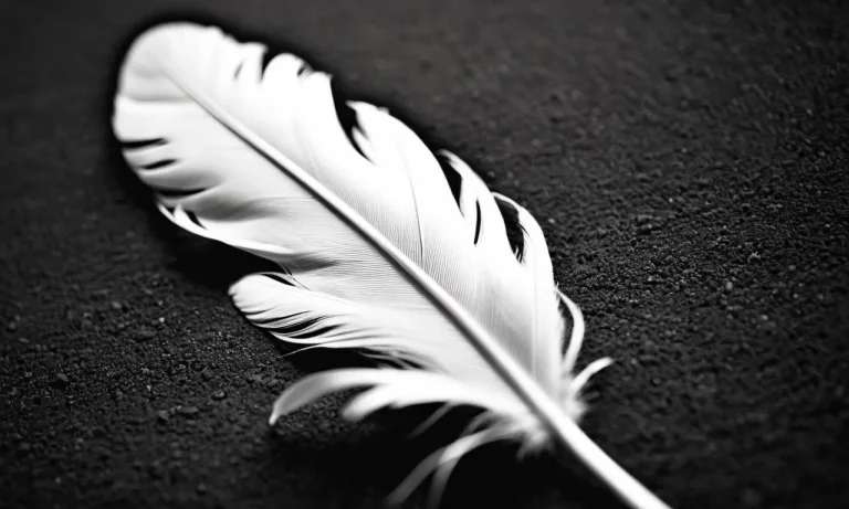 Black And White Feather Meaning: Unveiling The Symbolism