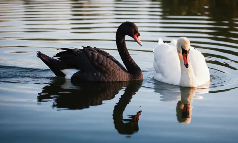 Black And White Swan Meaning: Symbolism, Mythology, And Spiritual Significance