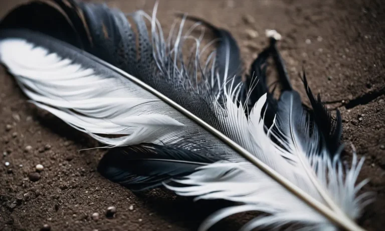 Black Mixed With Grey And White Feather Meaning: A Comprehensive Guide