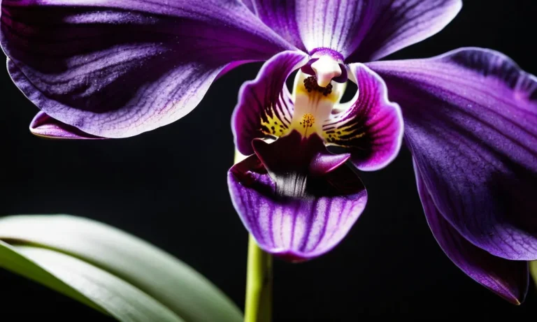 Black Orchid Meaning: Unveiling The Enigmatic Beauty