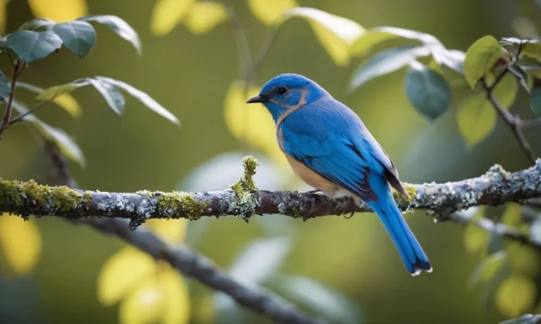 The Symbolic Meaning Of Blue Birds: Exploring The Fascinating Symbolism