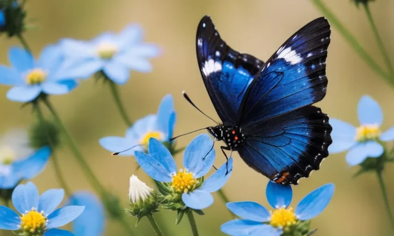 The Fascinating Meaning Behind The Blue Butterfly Emoji