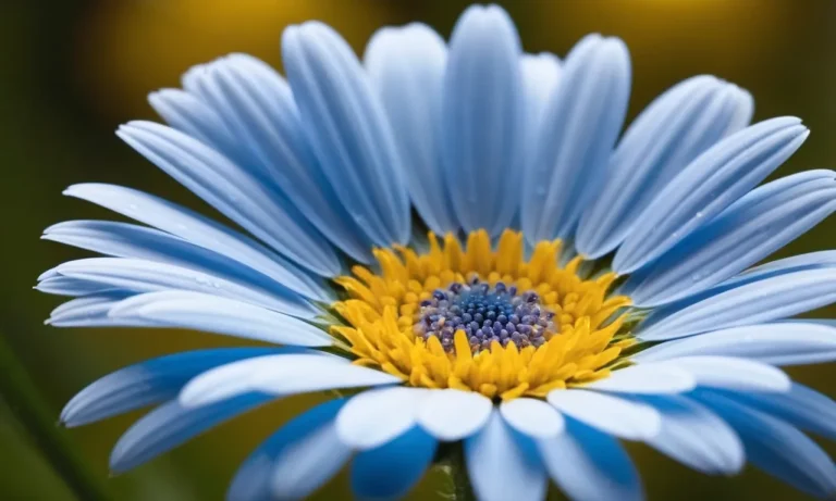The Captivating Meaning Of Blue Daisies: A Comprehensive Guide