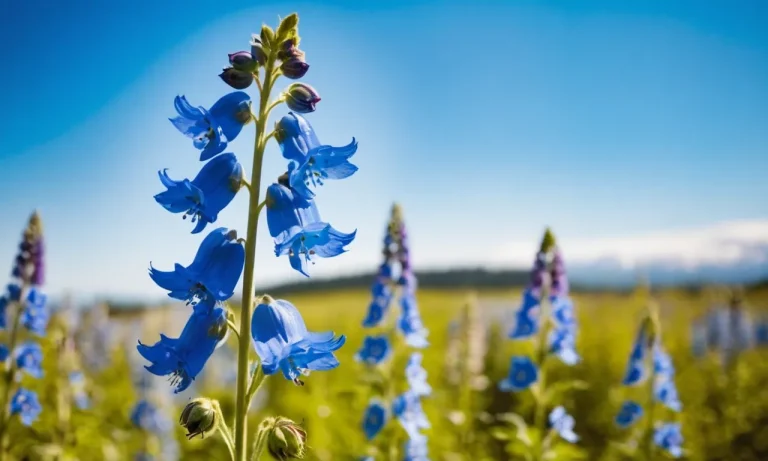 Blue Delphinium Meaning: Exploring The Symbolism And Significance