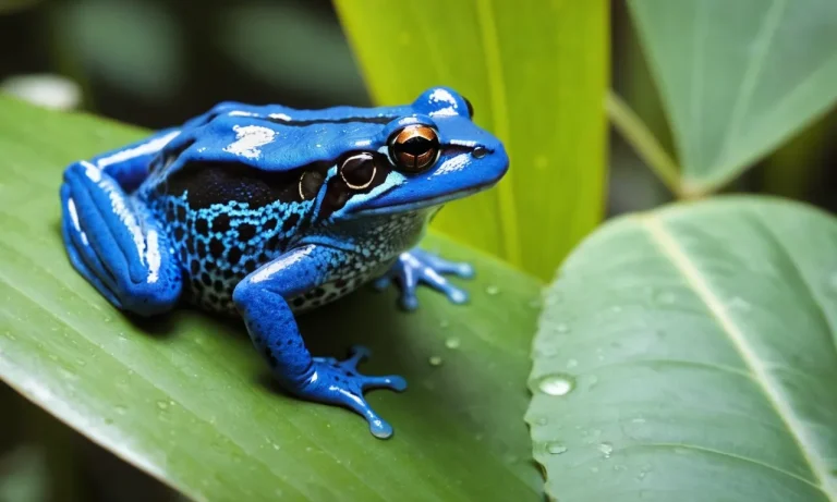 The Fascinating Symbolism And Meaning Behind The Blue Frog