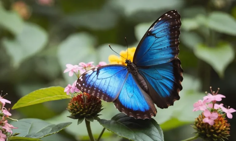 Blue Morpho Butterfly Meaning: Unveiling The Symbolism Behind This Majestic Creature