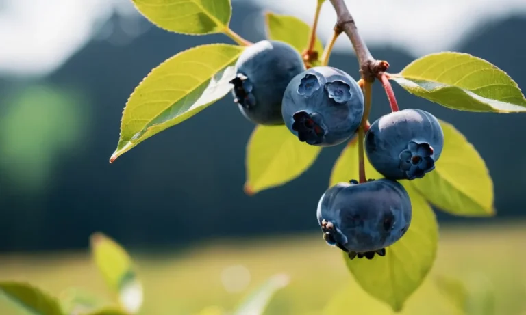 Blueberry Tattoo Meaning: Exploring The Symbolism And Significance
