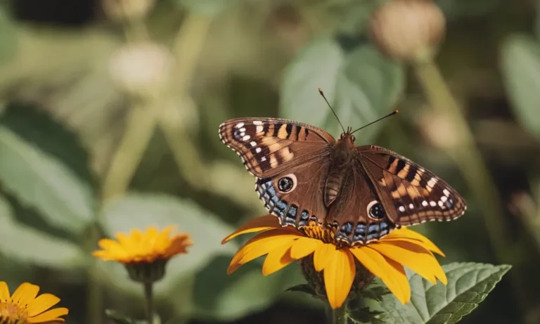 Brown Butterfly Spiritual Meaning: Unveiling The Mystical Symbolism