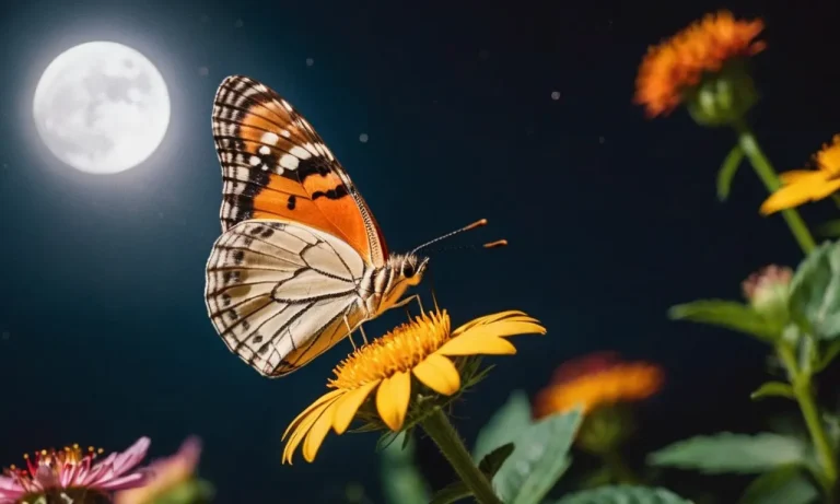 Butterfly At Night Meaning: Unveiling The Symbolism And Significance