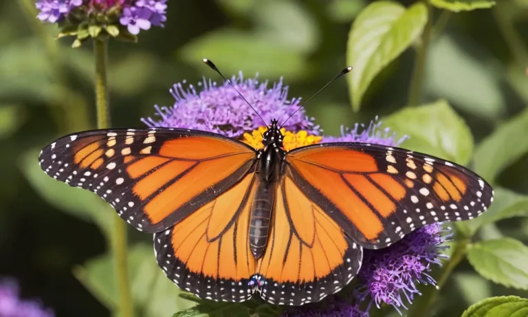 Butterfly Color Meaning: Unraveling The Symbolism Behind Nature’S Vibrant Masterpieces