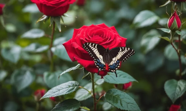 Butterfly With Rose Tattoo Meaning: A Comprehensive Guide