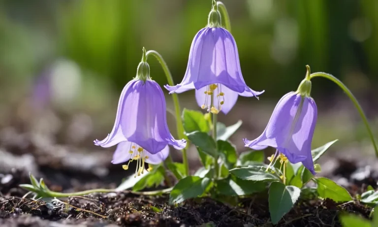 Campanula Flower Meaning: Exploring The Symbolism And Significance