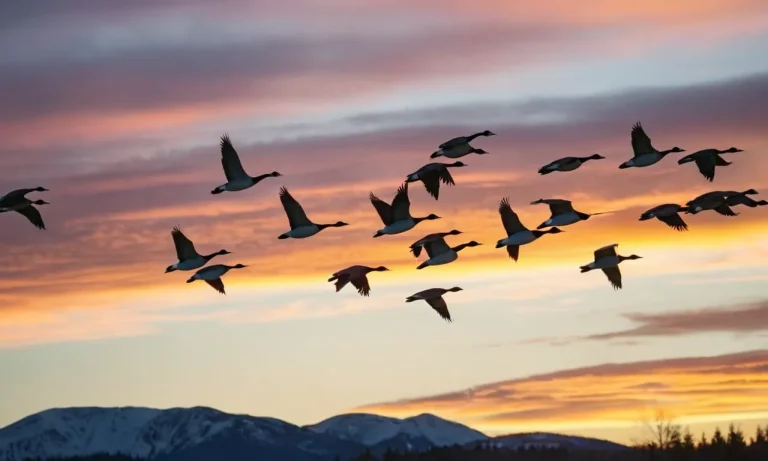 Canadian Geese Spiritual Meaning: Uncovering The Symbolism Behind These Majestic Birds