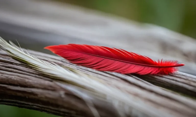 Cardinal Feather Meaning: Unveiling The Symbolism Behind This Vibrant Plumage