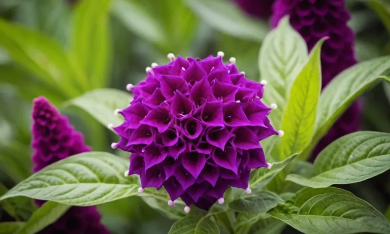 Celosia Flower Meaning: Unveiling The Symbolism Behind This Vibrant Bloom