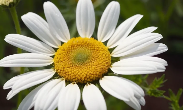 Chamomile Flower Meaning: Unveiling The Symbolism Behind This Delicate Bloom