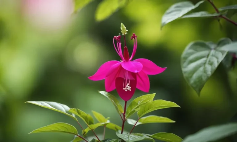 The Captivating Meaning Of The Color Fuchsia: A Comprehensive Guide