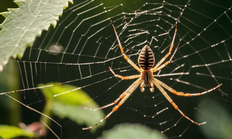 Unveiling The Spiritual Meaning Of Daddy Long Legs: A Comprehensive Guide