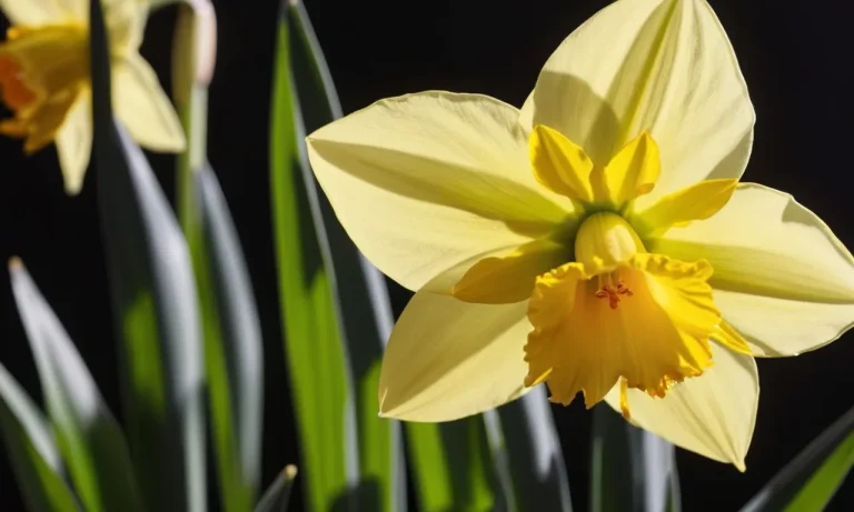 Daffodil Colors Meaning: Unveiling The Symbolism Behind Each Shade