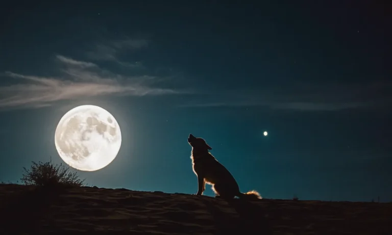 Dog Crying At Night: Spiritual Meaning And Significance