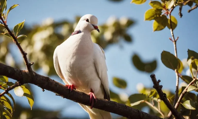 Dove Emoji Meaning: A Comprehensive Guide