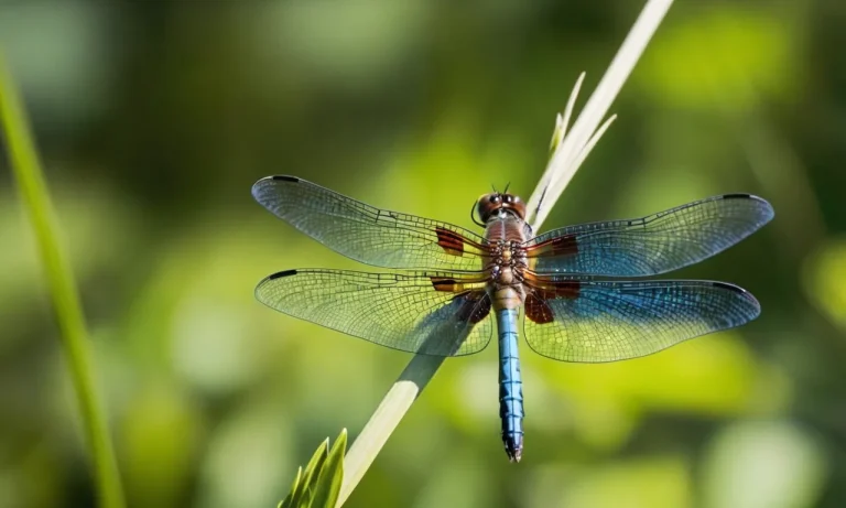 Dragonfly Landing On You: Uncovering The Symbolic Meaning