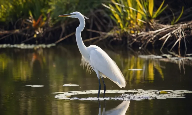 Egret Spiritual Meaning: Unveiling The Mystical Symbolism Of These Graceful Birds