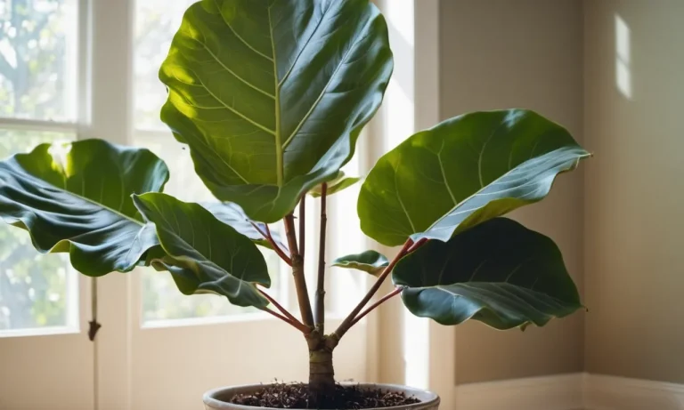 Unveiling The Spiritual Meaning Of The Fiddle Leaf Fig
