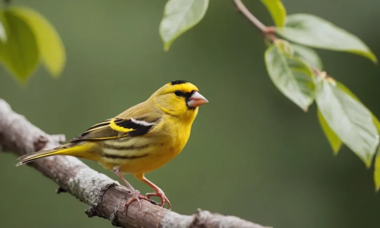 Finch Meaning Spiritual: Uncovering The Symbolic Significance Of These Delightful Birds
