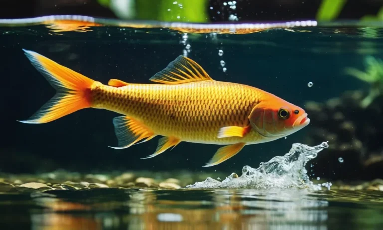 Unraveling The Meaning Behind Fish Jumping Out Of Water
