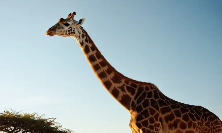Giraffe Biblical Meaning: Uncovering The Symbolism Behind This Majestic Creature